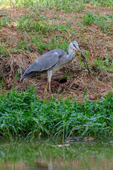 Heron eating shrimp
