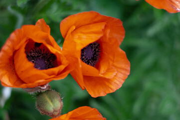 Fototapeta premium Red poppy flowers close-up. Beautiful red flowers with black middle.