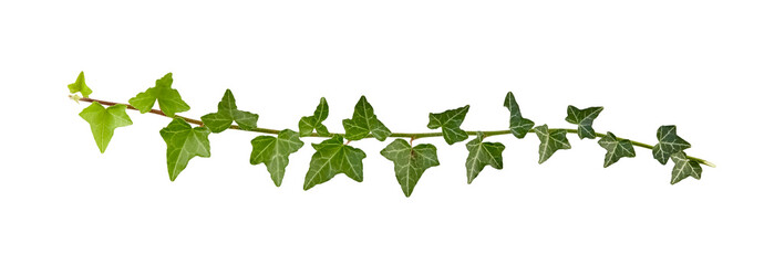 ivy branch isolated on white or transparent png