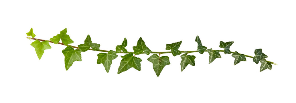 ivy branch isolated on white or transparent png