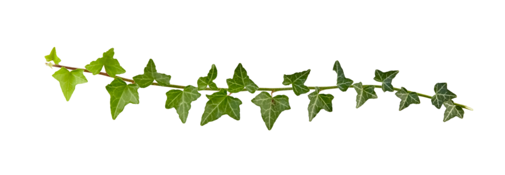 ivy branch isolated on white or transparent png