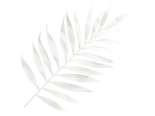 Fototapeta premium white leaf isolated on white or transparent png