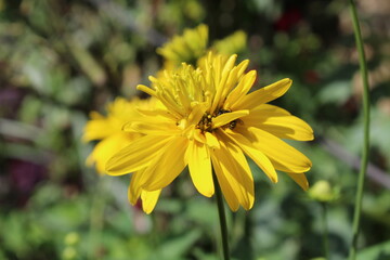 rudbeckia laciniata or Cutleaf coneflower