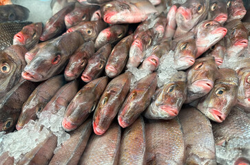 Fresh porgy fish displayed on ice at a seafood market