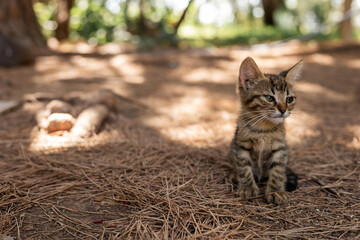 A small cute tangled brown stray kitten in public park 