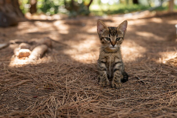 A small cute tangled brown stray kitten in public park 