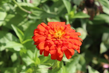 Zinnia, Old-fashioned, old maid, and Zennia elegans flowers