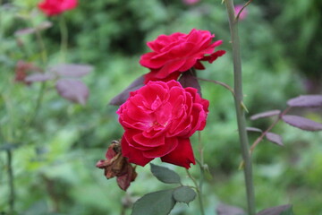 Beautiful garden Rose blooming in a garden