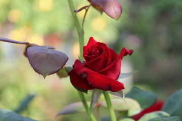 Beautiful garden Rose blooming in a garden