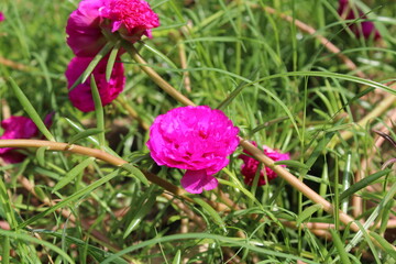 Fototapeta premium Common Purslane, Verdolaga, Red root, Pursley, Pussley, Little hogweed, Moss Rose