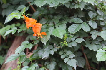 Kaapse kanferfoelie, Cape honeysuckle or Tecomaria capensis