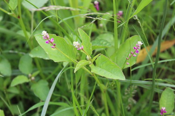 Persicaria orientalis, Kiss-me Over-the Garden Gate, False Amaranth or Prince's Feather