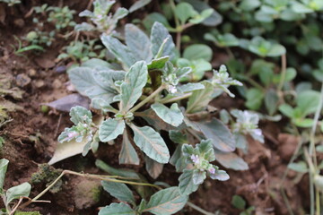 Xanthosia pilosa, commonly known as woolly xanthosia,