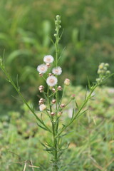 Conyza bonariensis, Flaxleaf Fleabane or hairy fleabane