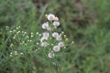 Tagetes erecta, the Aztec marigold, Mexican marigold, big marigold or Calendula