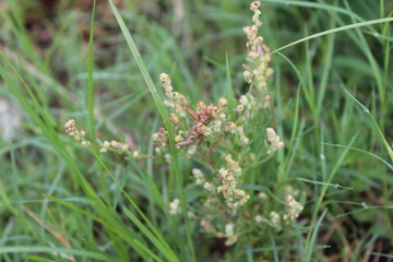 Chenopodium berlandieri, goosefoot, lamb's quarters, huauzontle