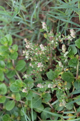 Chenopodium berlandieri, goosefoot, lamb's quarters, huauzontle