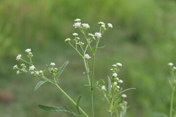 Fototapeta premium Parthenium hysterophorus, Santa Maria feverfew,whitetop weed or famine weed