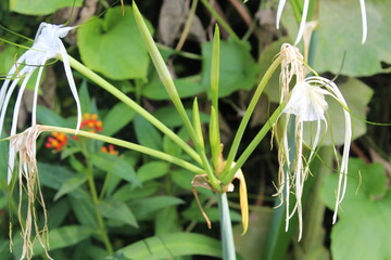 Beach spider lily, Hymenocallis speciosa or Pancratium zeylanicum