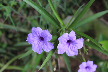 Ruellia tuberosa, Ruellia humilis or Carolina wild petunia