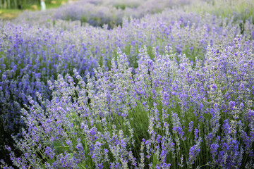 Fototapeta premium Beautiful lavender field in Moldova
