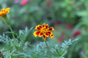 Tagetes erecta, the Aztec marigold, Mexican marigold, big marigold or Calendula