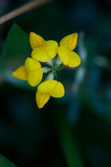 Bird's-Foot Treefoil wildflower growing during summer in New York