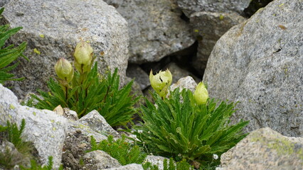 Saussurea obvallata or Brahma Kamal plants blooming into the rocks
