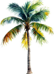 Royal palm tree watercolor painting isolated on transparent background.