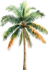 Royal palm tree watercolor painting isolated on transparent background.