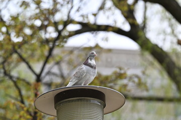 鳩と外灯