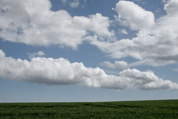 blue sky with fluffy white clouds above a field of green crops 
