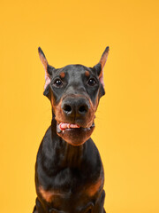 This image captures a Doberman pinscher dog in a confident pose against a vibrant yellow background, showcasing the breed's strong presence and sleek physique.