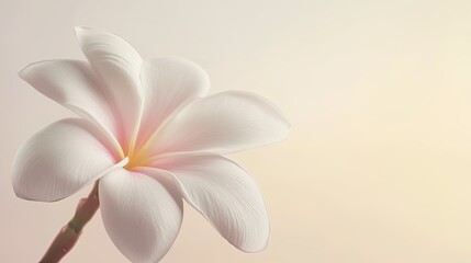 Fototapeta premium Elegant close-up of a frangipani flower against a clean background, showcasing its delicate petals and tropical beauty with simple, refined aesthetics.