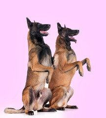 malinois in studio