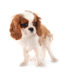 puppy cavalier king charles