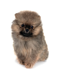 Obraz premium puppy pomeranian in studio