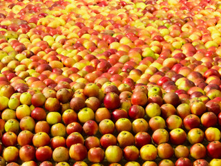 Close-up of fresh harvested red and yellow apples for sale at farmers market. 