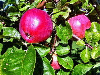 Close-up of an apple tree with ripe red healthy apples and green leaves in late summer in Sweden.