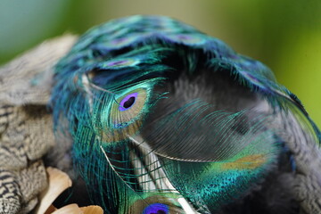 Colorful plumage from Male Blue Peafowl (Pavo cristatus)
