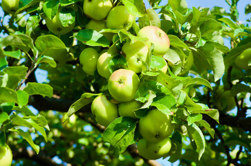 Close-up of an apple tree with green leaves and a lot of unripe fruits in summer.  