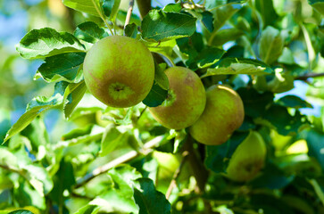 Close-up of apple tree branch with green leaves and unripe red healthy fruits in summer.  