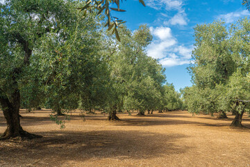 View of a field of olive trees in the countryside between Bisceglie and Corato in Puglia during the...