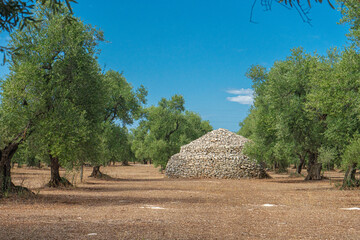 View of an agricultural land with a trullo and olive trees in the countryside between Bisceglie and...