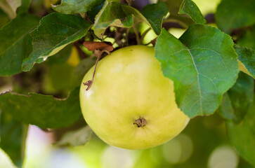 Close-up of an apple tree branch with green leaves and one ripe yellow healthy fruit in summer.  