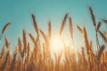 Obraz premium Golden wheat field with sunset in the background