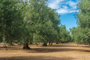 View of a field of olive trees in the countryside between Bisceglie and Corato in Puglia during the...