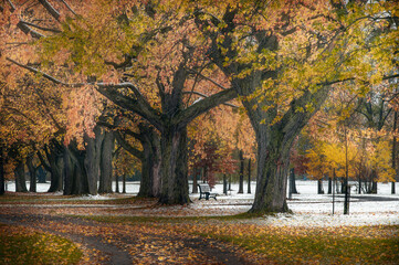 Naklejka premium autumn in the park