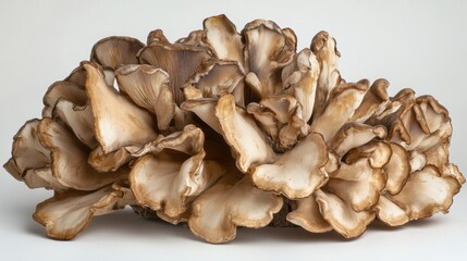 Maitake mushroom with its unique frilly appearance