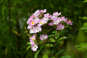 The name Rosa polyantha was given in 1843 by the German botanists Philipp Franz von Siebold and Joseph Gerhard Zuccarini for a multi-flowered rose from East Asia. Hanover Botanical School Garden, Germ